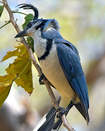 White throated magpie jay