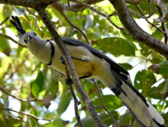 White throated magpie jay