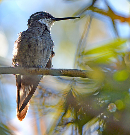 White throated mountain gem