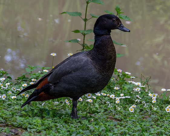 Paradise shelduck, male