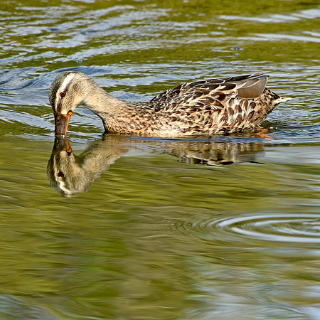 Mottled duck