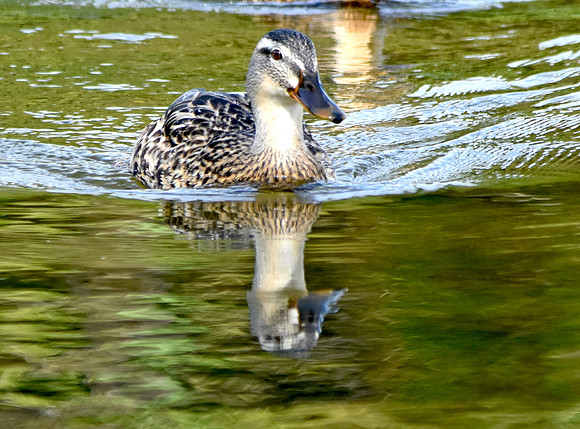 Mottled duck
