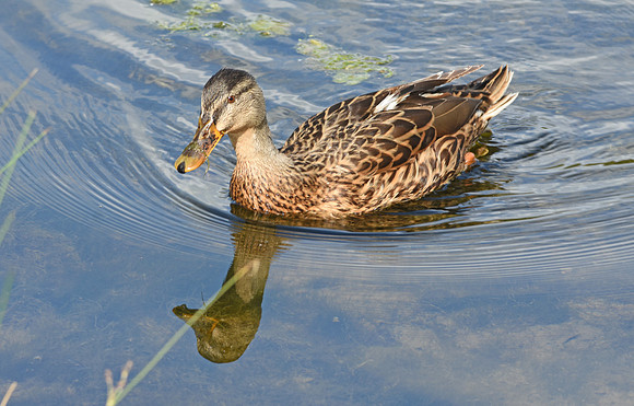 Mottled duck