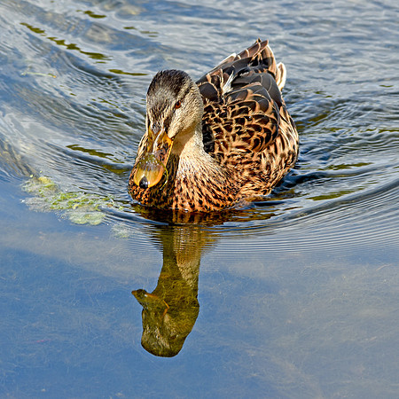 Mottled duck