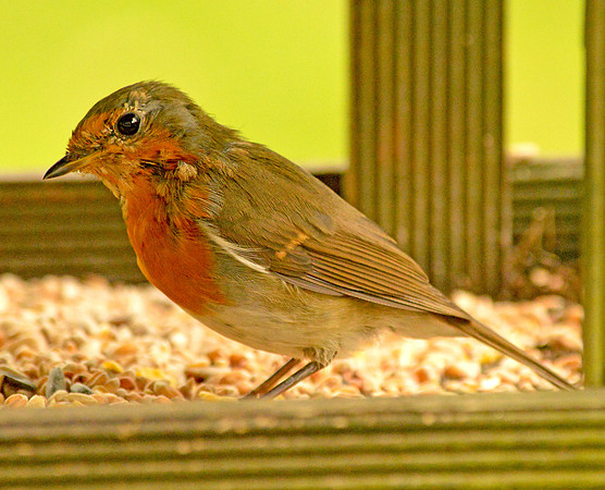 European Robin