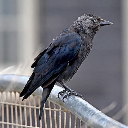 Jackdaw