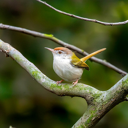 Common tailorbird