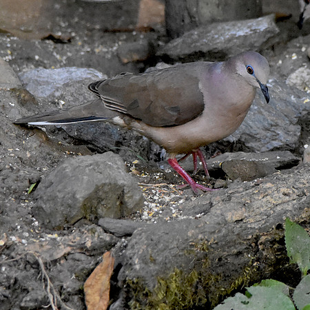 White tipped dove