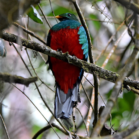 White tipped quetzal, male