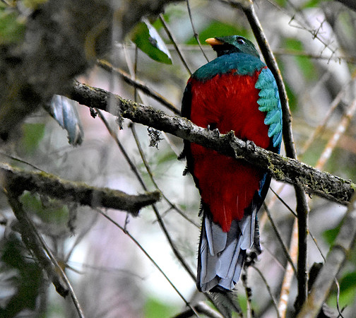 White tipped quetzal, male