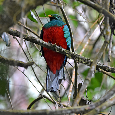 White tipped quetzal, male