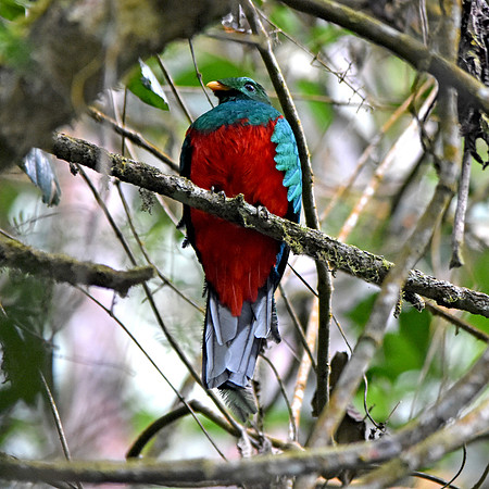 White tipped quetzal, male