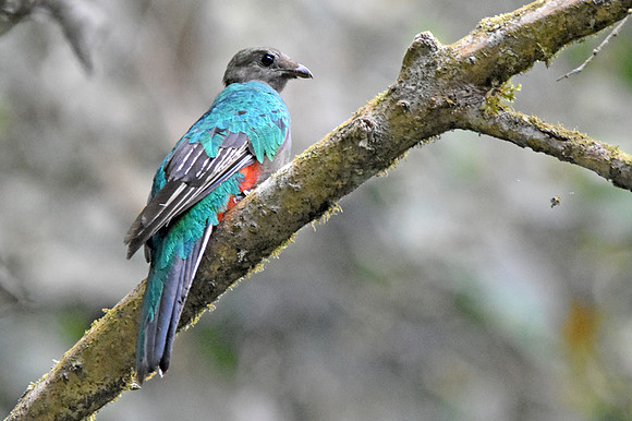 White tipped quetzal, female