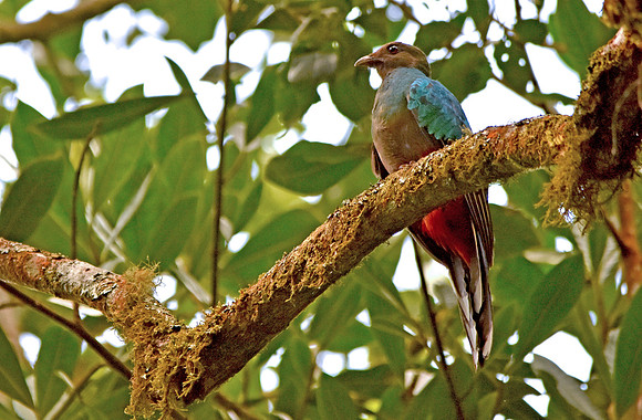 White tipped quetzal, female