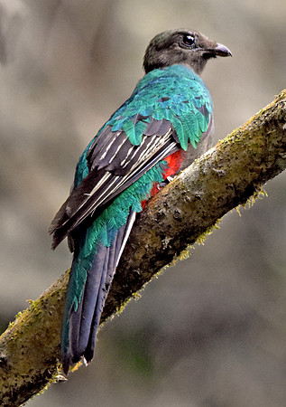 White tipped quetzal, female