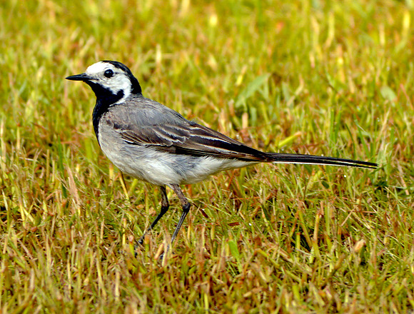White wagtail