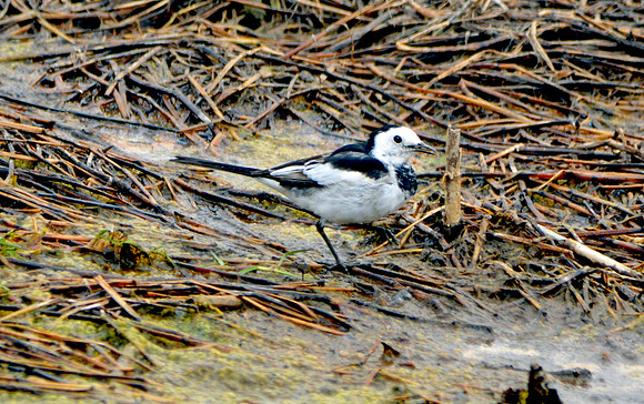 White wagtail