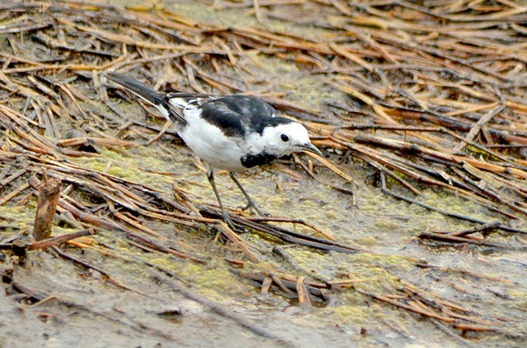 White wagtail