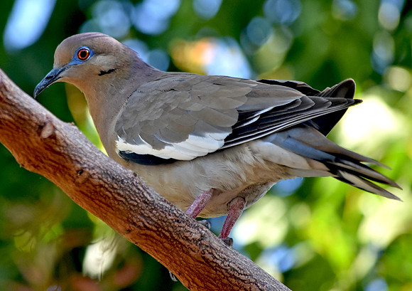 White winged dove