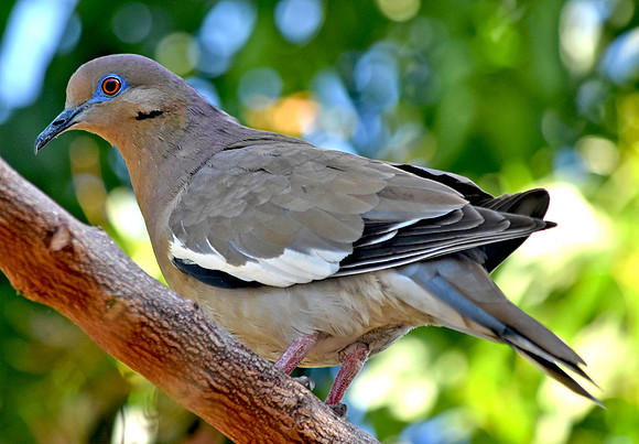 White winged dove