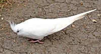 Whiteface Lutino cockatiel