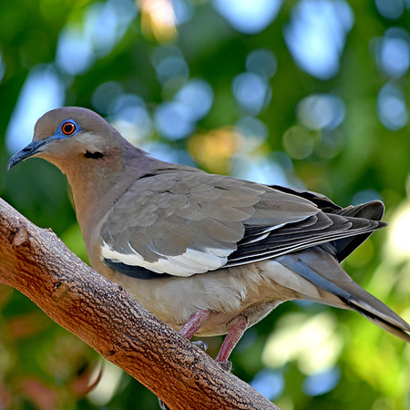 White winged dove