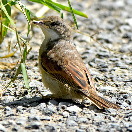 Whitethroat