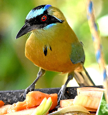 Whooping motmot