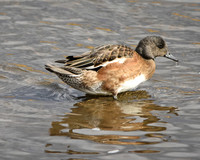 American wigeon
