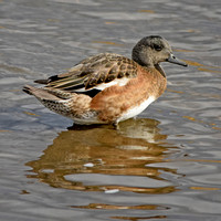 American wigeon