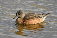 American wigeon