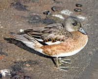 American wigeon