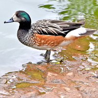 Chiloe wigeon
