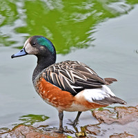 Chiloe wigeon