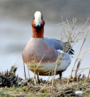 Eurasian wigeon