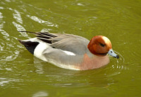 Eurasian wigeon