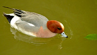Eurasian wigeon