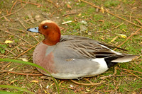 Eurasian wigeon
