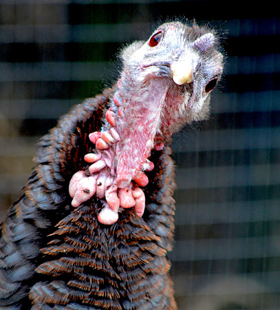 Wild turkey