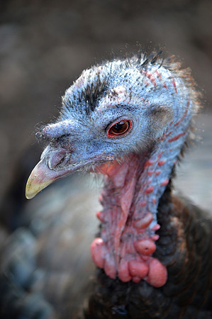 Wild turkey