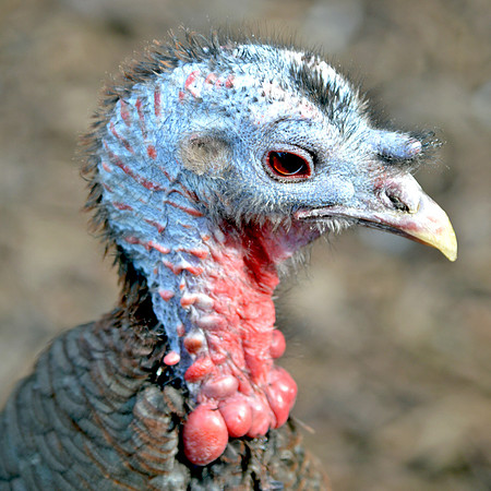 Wild turkey