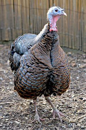 Wild turkey