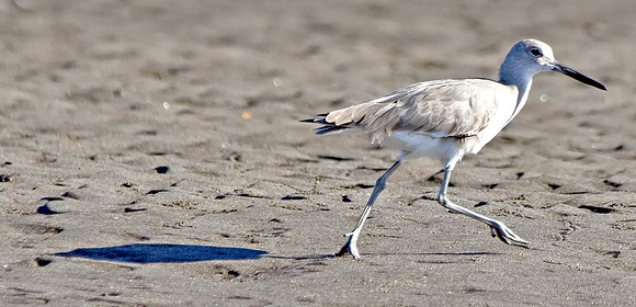 Willet