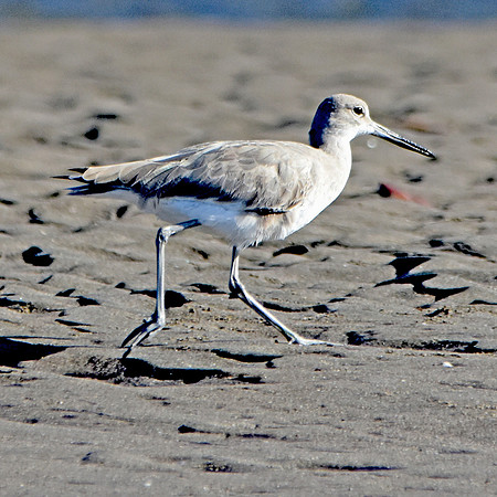 Willet
