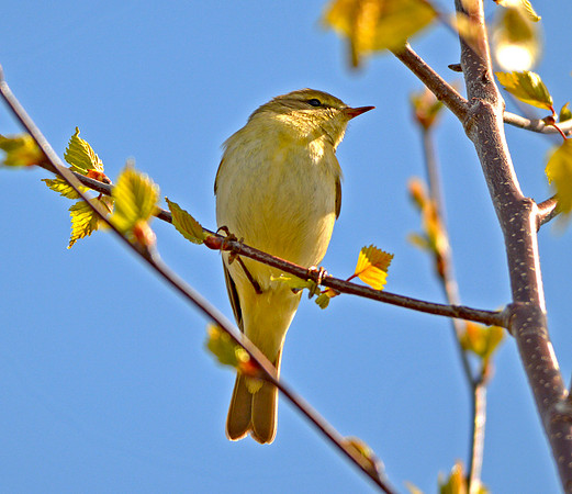 Willow warbler