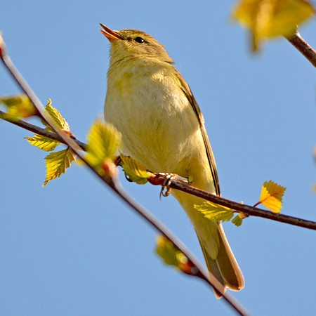 Willow warbler