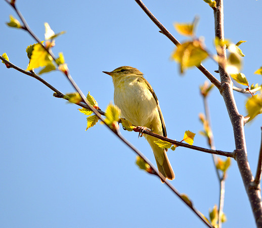 Willow warbler