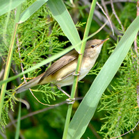 Willow warbler