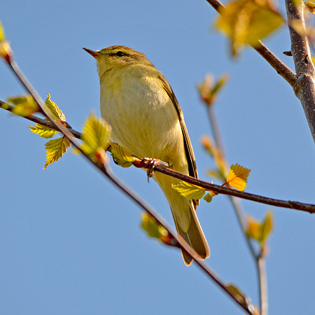 Willow warbler