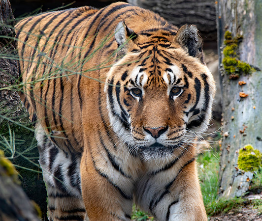 Amur tiger